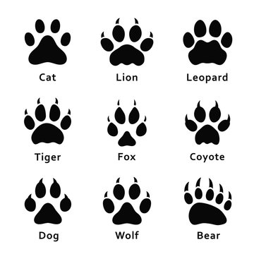 Animals footprints, paw prints. Set of different animals and predators footprints and traces. Cat, lion, leopard, tiger, fox, wolf, coyote, dog, bear