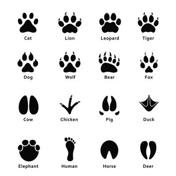 Animals footprints, paw prints. Set of different animals and birds footprints and traces. Cat, lion, tiger, bear, dog, cow, pig, chicken, elephant, horse etc