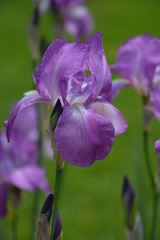 Iris - Schwertlilie - Iris Germanica