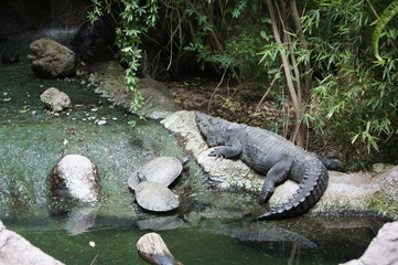 cocodrilo