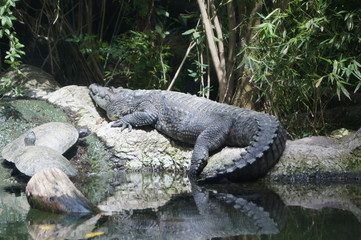cocodrilo