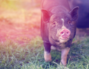 Black pig. Little piggy. The pig is black with a pink patch in the rays of sunlight.