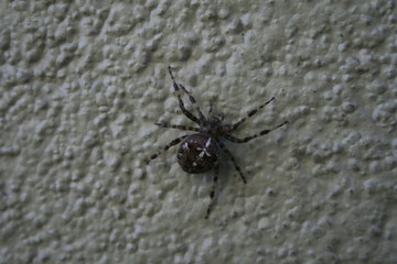 pająk, spider