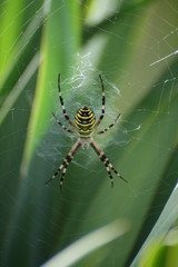 pająk, spider