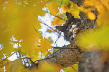 Cat on a tree in yellow foliage. Save the cat from the tree. Cat climbed a tree.