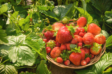 Juicy strawberries. Ripe, juicy, red strawberry lying on a plate, among the green strawberry bushes, in the garden. Strawberries in a plate close-up.