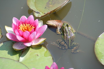 kwiaty, flowers, wild flowers © Marcin