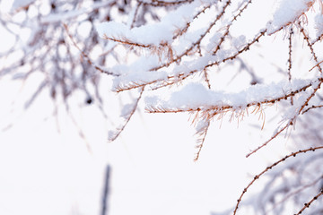 Close up of branches covered with snow.Tree Branch In The Snow Stock Photo..Background of tree branches in the snow.