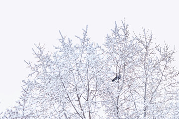 Closeup of snow covered branches background of tree branches in the snow. Crow sits on a tree covered with snow in winter.