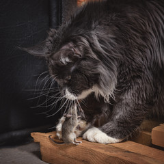 Cat and mouse. Mouse is begging the cat not to eat it. Cat caught the mouse.