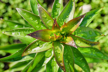 Fototapeta na wymiar Leaves with water drops.Copy space. Сoncept purity in nature.Green juicy leaves. May-lily and raindrops on leaves and stems.Lily sprouts with dew drops in the spring garden.