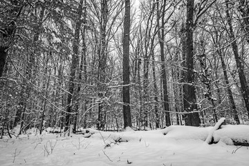 Fototapeta premium Snow Day 2019_04