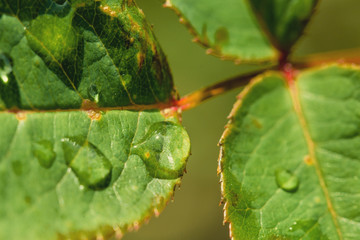 Dew drop in the morning on a green leaf with sunlight.Beautiful green leaf with drops of water.Beautiful leaf texture in nature.Big beautiful drops of transparent rainwater on green leaves.