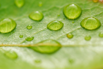 Beautiful leaf texture in nature.Big beautiful drops of transparent rainwater on green leaves.Dew drop in the morning on a green leaf with sunlight.Beautiful green leaf with drops of water.