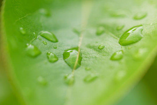 Green leaf with water drops for background, concept of pure nature.Big beautiful drops of transparent rainwater on green leaves.Natural background, free space.Leaf, wet when it rains, relaxing photo.