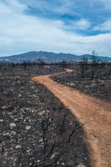 Red dirt road leading through wildfire affected bush field