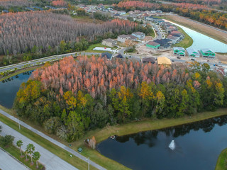 Aerial view of winter tree in Florida