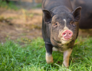 Little pig runs through the green grass. Black pig with a pink heel. Cute pig, black, looks at you.