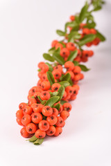 Garden plant Pyracantha