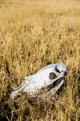 Landscapes of the Okavango Delta 