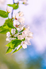 Apple tree branch with flowers against a blurred spring garden, spring card. Spring floral background with the colors of apple, cherry.