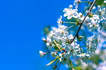 Вranch of cherry blossoms against a bright blue sky close-up
