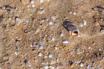 Gold sand with krai seashells on the foreground. Design for indoor interiors. Tropical sand background of seashells close-up. Natural sandy shell rock texture background in natural colors.