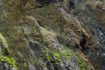 The texture of the stone with green algae, washed by sea water.