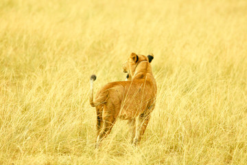 Queen Elizabeth Wildlife