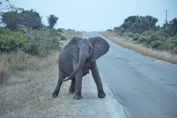Queen Elizabeth Wildlife