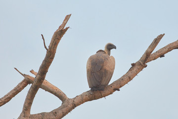 Queen Elizabeth Wildlife