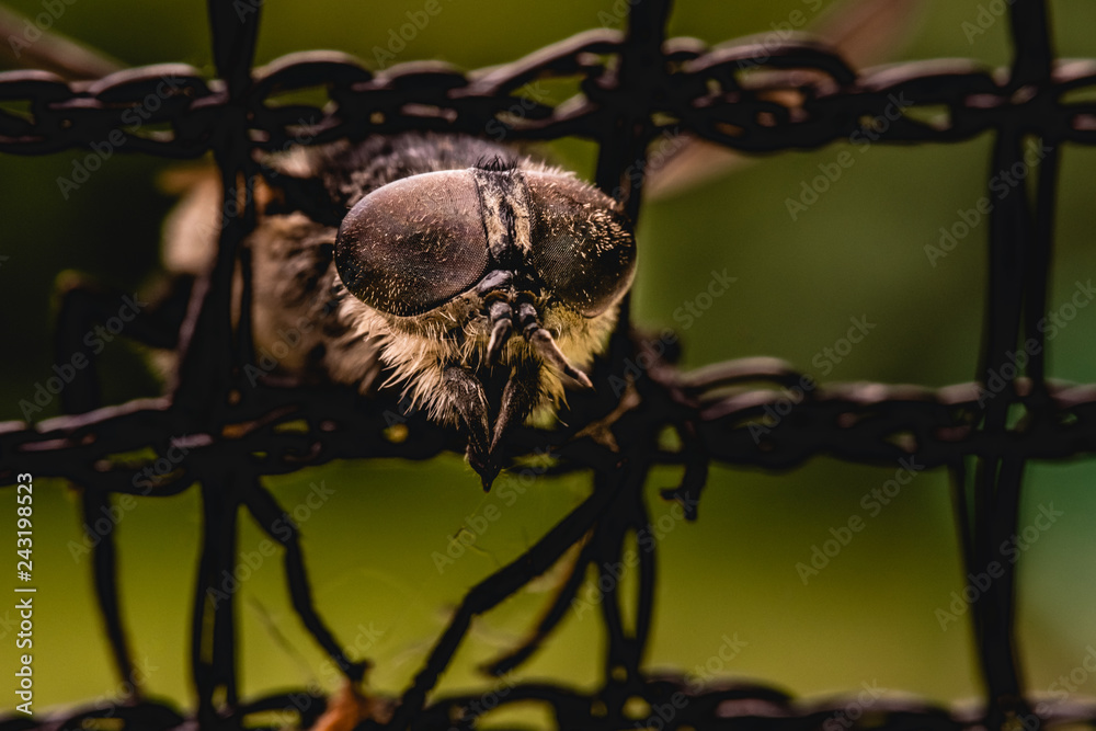 Wall mural fly trapped in net macro