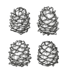 Ink sketch of pine cones.