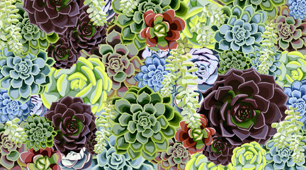 Succulents Illustration - 243199106