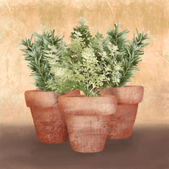Herbs in Pots - 243199113