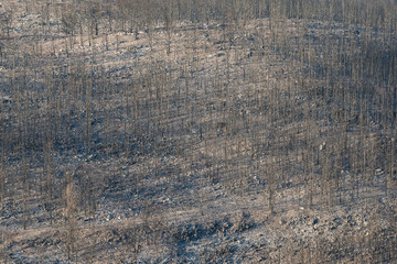 Burnt out trees still standing on hillside after wildfire