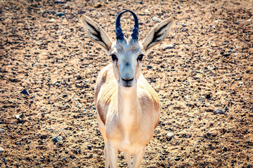 Young antelope looks into the camera in a safari park on the island of Sir Bani Yas, United Arab Emirates © Галина Сандалова