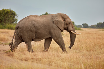 Fototapeta premium Queen Elizabeth Wildlife