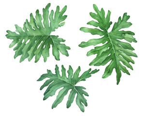 Set green tropical jungle leaves of philodendron (also known Philodendron bipinnatifidum, Selloum, horsehead). Hand drawn watercolor painting illustration isolated on white background. © arxichtu4ki