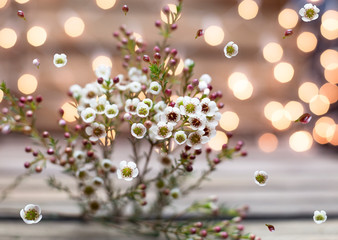 Small wax flowers with bokeh wooden background