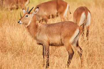 Queen Elizabeth Wildlife