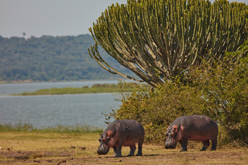 Queen Elizabeth Wildlife