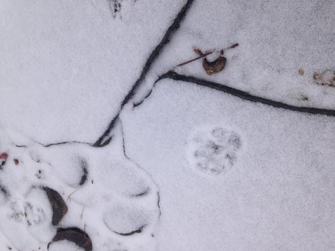 American life / Snow morning. Footprints of wildlife.