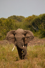 Queen Elizabeth Wildlife