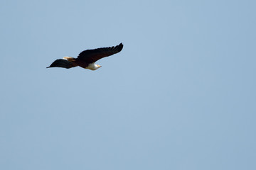 Queen Elizabeth Wildlife