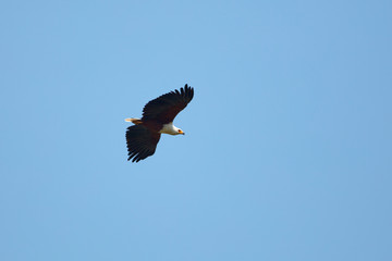 Queen Elizabeth Wildlife