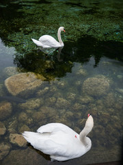 two white swans in a pond, one looking at the other