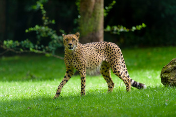 Prachtstück © Kurt