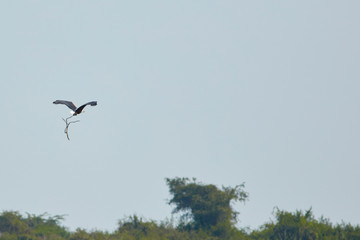 Queen Elizabeth Wildlife