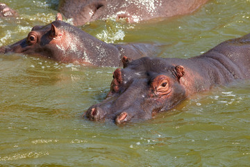 Queen Elizabeth Wildlife